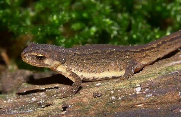 Tier nicht aus Deutschland